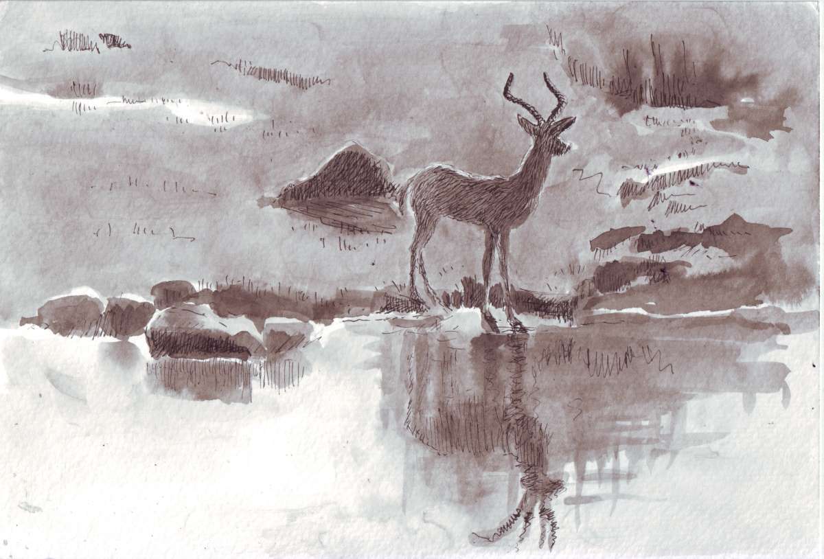 Antelope ink and wash drawing 2015 by Mary Adam