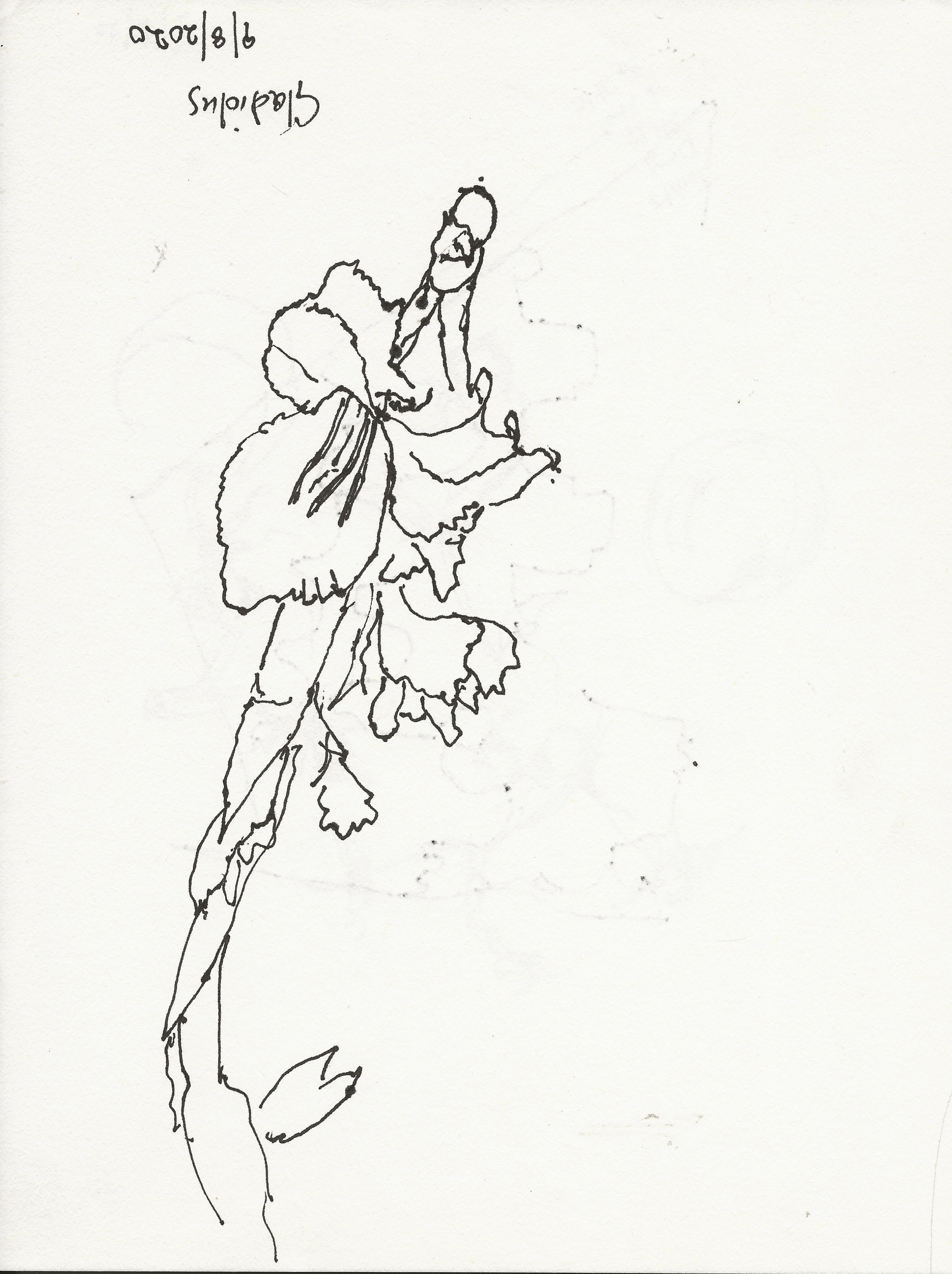 Gladiolus drawing