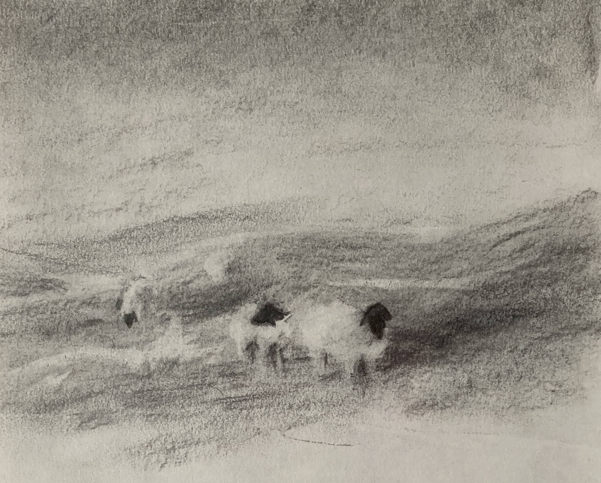 Drawing of sheep by Mary Adam